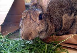 choosing the best hay for your rabbit