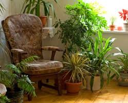 tips on growing plants in the living room