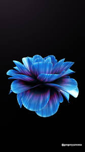 blue rose 3d flower nature