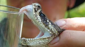 Image result for images of puff adder venom in a bottle