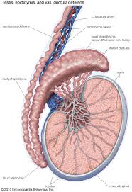 Most of the male reproductive system is located outside of the body. Testis Anatomy Britannica