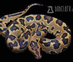 hybrid burmese python traits morphpedia