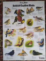 british garden birds daily mail poster
