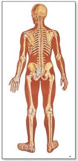 The Human Skeleton Chart Rear