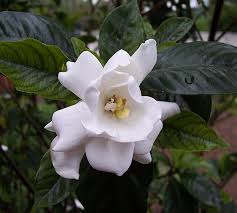 Gardenia Wikipedia