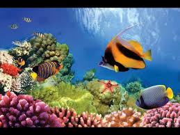 ocean habitats ocean life education