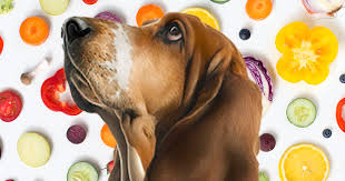 What Vegetables Can Dogs Eat 19 To Go