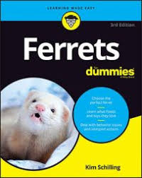 what is a ferret dummies