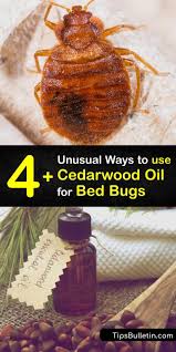 bed bugs bedbugs