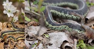 common garter snakes emerge from