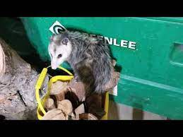 How To Remove Possum From Your Basement