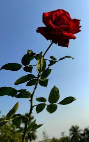 red rose flower in the rose garden