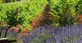 Zicasso tours of france offer a unique opportunity to explore the iconic destination known worldwide for its culture and cuisine. The Best Of France Luxury Wine Tours Grape Escapes