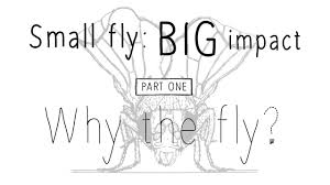 why fly drososchools 