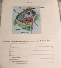 Solved Cells And Organelles Study Guide For Cach Diagram
