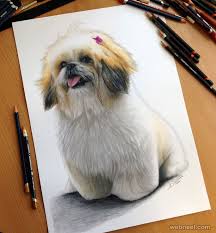 Dog sketches pencil drawings of dogs dogsketch dog sketch. 15 Realistic Dog Drawings And Artworks From Famous Artists