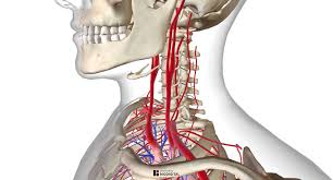 They can be called the main arteries of the head and neck. The Arterial System Of The Head And Neck Depicted Are The Left Download Scientific Diagram