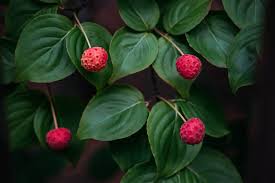 of dogwood trees with red berries