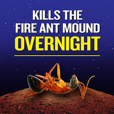 knock out dust 24 oz fire ant in
