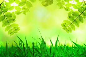 natural green background free stock