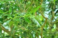 Image result for Warburgia ugandensis