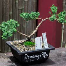 A forum for offering trees for sale. Buy Bonsai Trees Pinetown Kzn