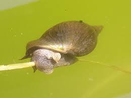 snails and slugs gastropoda