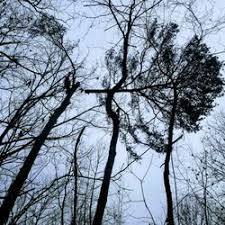 Removal what kind of location is this?: R R Tree Service 23 Photos Tree Services 1381 Buford Hwy Buford Ga United States Phone Number