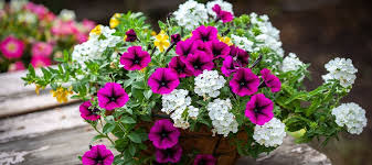 Trailing Plants For Container Gardens