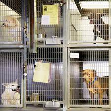 The american society for the prevention of cruelty to animals (aspca) estimates that 3.3 million dogs and a. How To Help Animal Shelters During The Coronavirus Pandemic