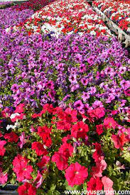 Check spelling or type a new query. Colorful Summer Annuals For The Full Sun Joy Us Garden