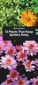 13 plants that keep spiders away