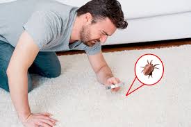 10 ways to get rid of dust mites from