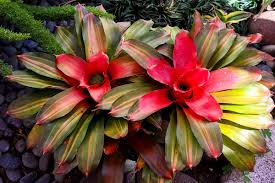 bromeliad growing guides tips and