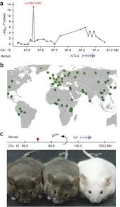 Hamster picture 835 1000 jpg : A Molecular Basis For Classic Blond Hair Color In Europeans Nature Genetics