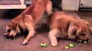 Αρέσουν στο σκύλο τα λαχανάκι Βρυξελλών;
