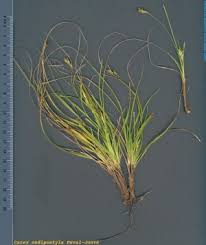 Carex oedipostyla Duval-Jouve - Herbari Virtual del Mediterrani ...