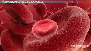 red blood cells structure formation