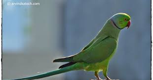 indian parakeet parrot pictures