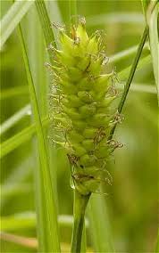 Carex vesicaria - Online Virtual Flora of Wisconsin