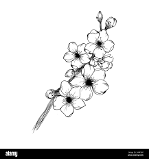 Tatouage fleur cerisier du japon Banque d'images noir et blanc - Alamy