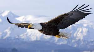 American Bald Eagle In Flight Desktop ...