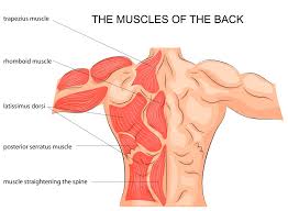 Postural and active movement muscle, used to tilt and turn the head and neck, shrug, steady the shoulders, and twist the arms. Back Muscles 102 Focusing On Workouts How To Bulk Muscle