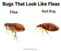 differences between fleas and bed bugs