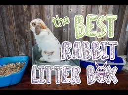 rabbit litter box comparison you