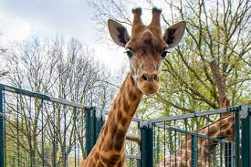 Online tour booking, read traveller reviews Nach Maoli Aus Frankreich Ist Mit Penda Aus Basel Die Zweite Kordofan Giraffe Im Zoo Dortmund Eingetroffen Nordstadtblogger