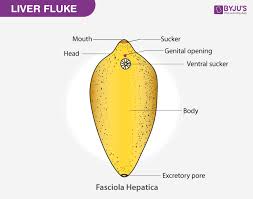 liver fluke life cycle introduction