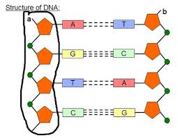 dna structure flashcards quizlet