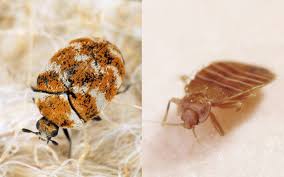 are these carpet beetles or bed bugs 5