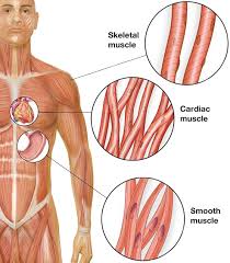 Smooth muscles in the gastrointestinal or gi tract control digestion. Smooth Muscle Cells In Vascular Remodeling After Injury